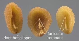   Seeds:   Veronica persica ; Photo by D. Walters and C. Southwick, Table Grape Weed Disseminule ID
